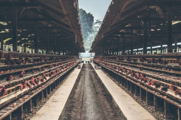 poultry-market-in-colombia