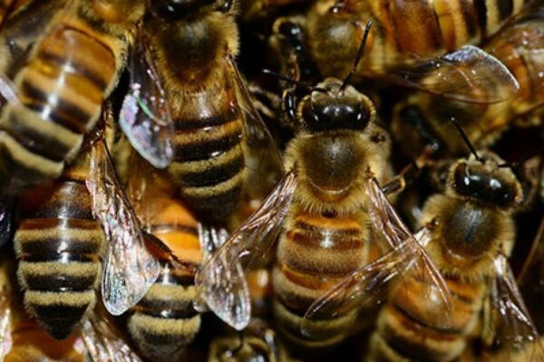 Swarmed by Bees? Here’s How to Handle the Situation Like a Pro