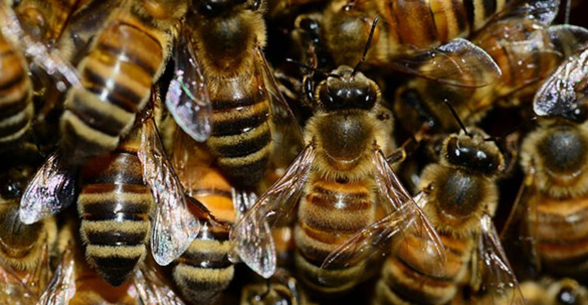 Swarmed by Bees? Here’s How to Handle the Situation Like a Pro